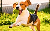 犬の病気と健康