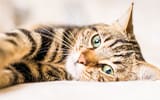 猫の病気と健康
