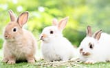 ウサギの病気と健康