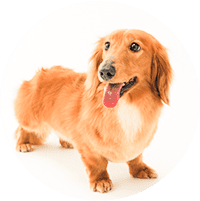 犬