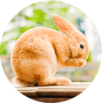 ウサギ