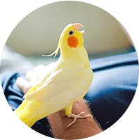 小鳥（小型インコ、文鳥など）