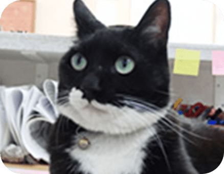 猫