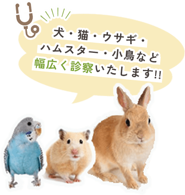 犬・猫・ウサギ・ハムスター・小鳥など幅広く診察いたします!!